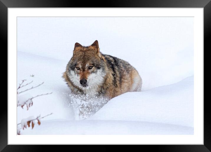 Grey Wolf in Winter Framed Mounted Print by Arterra 