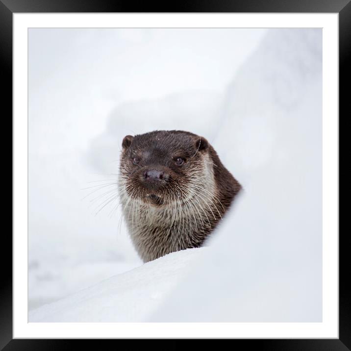 River Otter in the Snow in Winter Framed Mounted Print by Arterra 