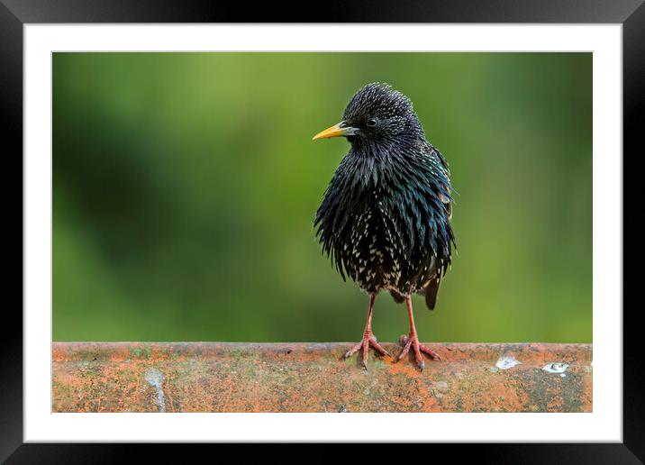 Starling on Roof Framed Mounted Print by Arterra 