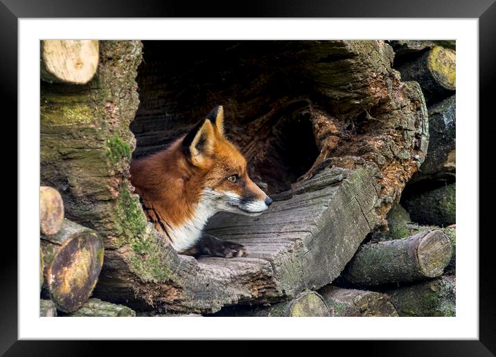 Red Fox in Hollow Tree Framed Mounted Print by Arterra 