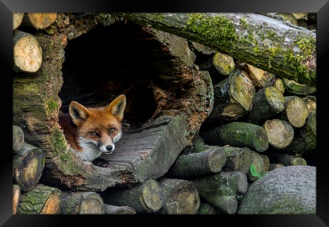 Red Fox Hiding in Woodpile Framed Print by Arterra 