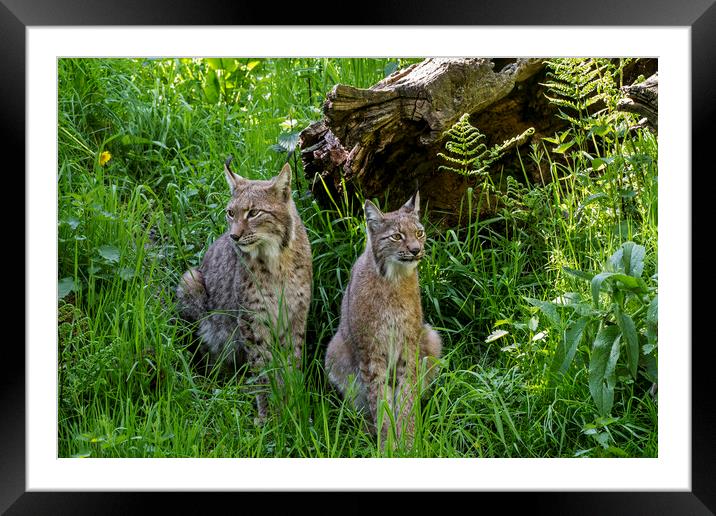 Lynx Couple in Meadow Framed Mounted Print by Arterra 