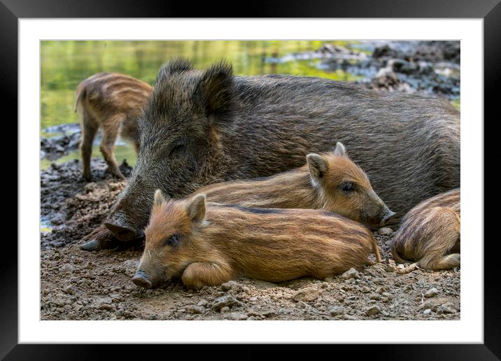 Wild Boar Sow with Piglets Framed Mounted Print by Arterra 