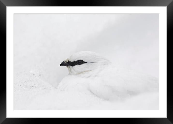 Rock Ptarmigan in the Snow Framed Mounted Print by Arterra 