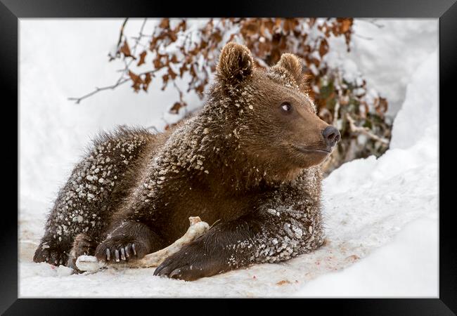 Brown Bear Cub with Bone in Winter Framed Print by Arterra 