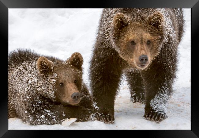 Two Brown Bear Cubs in the Snow Framed Print by Arterra 