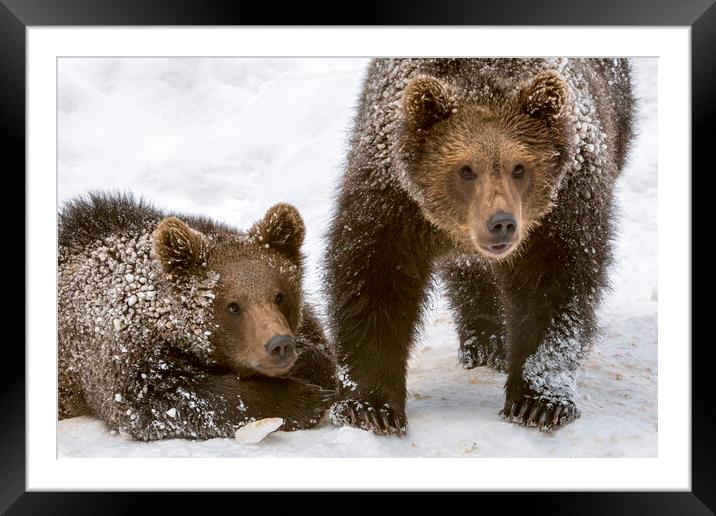 Two Brown Bear Cubs in the Snow Framed Mounted Print by Arterra 