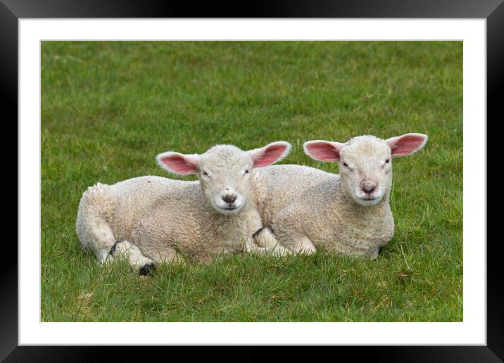 Two White Lambs Framed Mounted Print by Arterra 