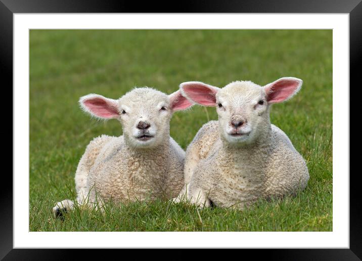 Two White Lambs in Meadow Framed Mounted Print by Arterra 
