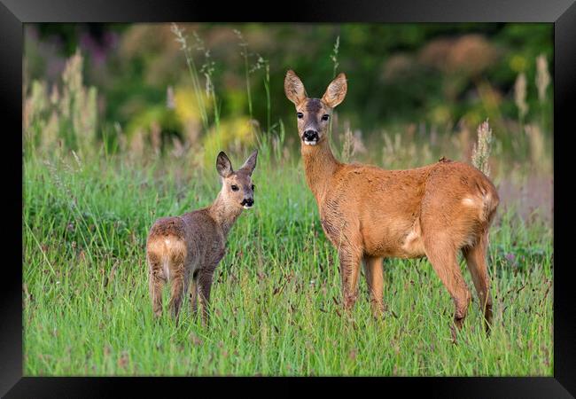 Roe Deer with Fawn Framed Print by Arterra 