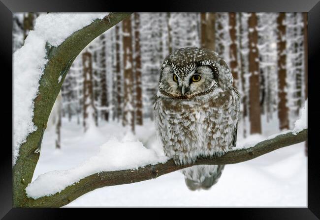 Tengmalm's Owl in the Snow in Winter Framed Print by Arterra 