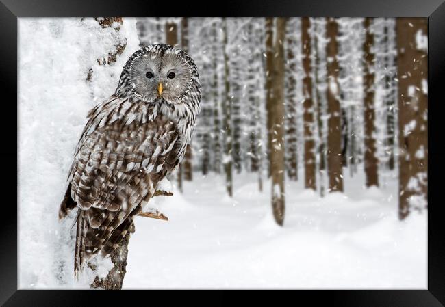 Ural Owl in the Snow in Winter Framed Print by Arterra 