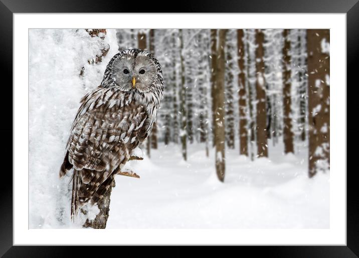 Ural Owl in the Snow in Winter Framed Mounted Print by Arterra 