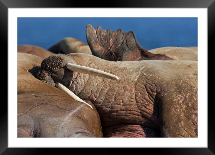 Sleeping Walrus Framed Mounted Print by Arterra 