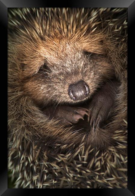 Cute Hedgehog Framed Print by Arterra 