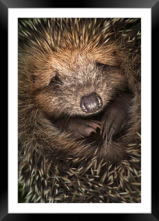 Cute Hedgehog Framed Mounted Print by Arterra 