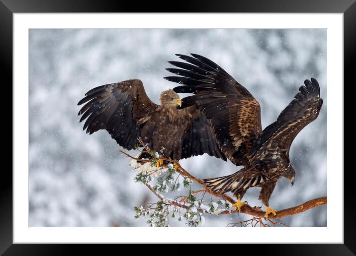 Two White-Tailed Eagles in Winter Framed Mounted Print by Arterra 