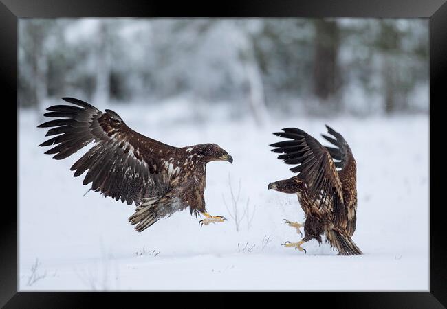 Two Fighting White-Tailed Eagles in winter Framed Print by Arterra 