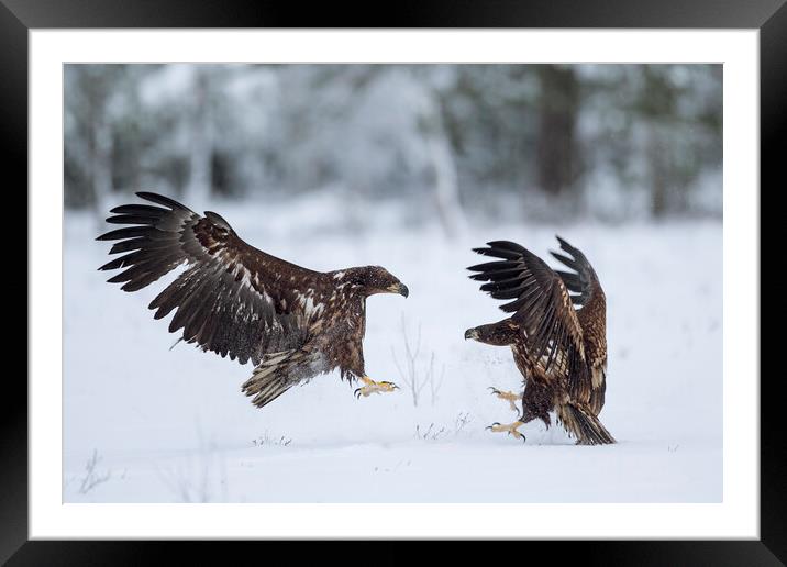 Two Fighting White-Tailed Eagles in winter Framed Mounted Print by Arterra 