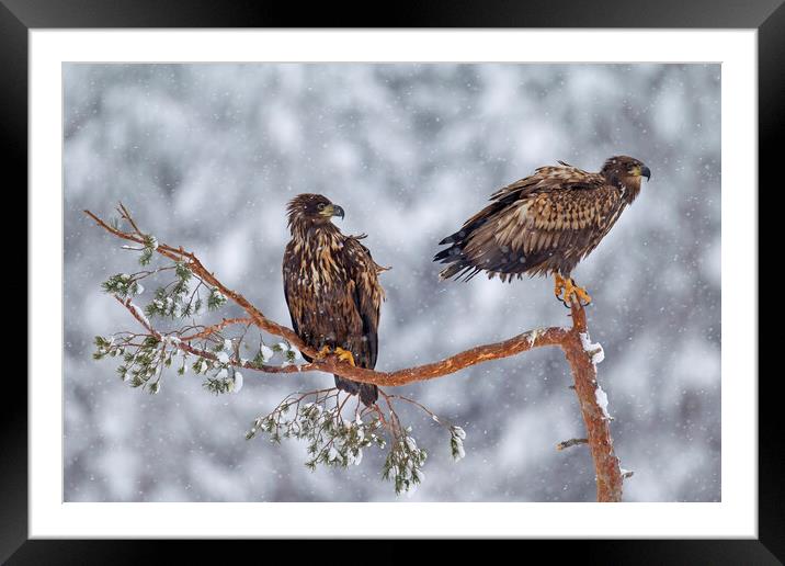Two Young White-Tailed Eagles in winter Framed Mounted Print by Arterra 