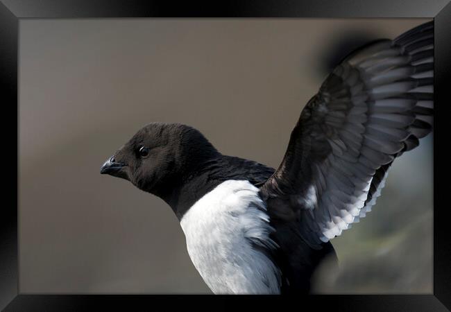 Little Auk Framed Print by Arterra 