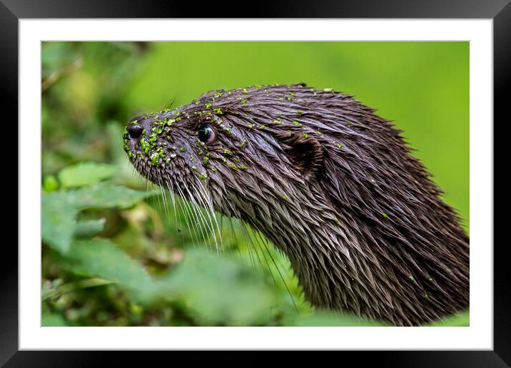 River Otter Covered in Duckweed Framed Mounted Print by Arterra 