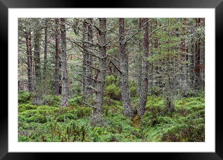 Scots Pines in Abernethy Forest, Scotland Framed Mounted Print by Arterra 