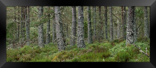 Caledonian Forest in Strathspey, Scotland Framed Print by Arterra 