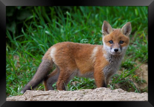 Red Fox Cub Framed Print by Arterra 