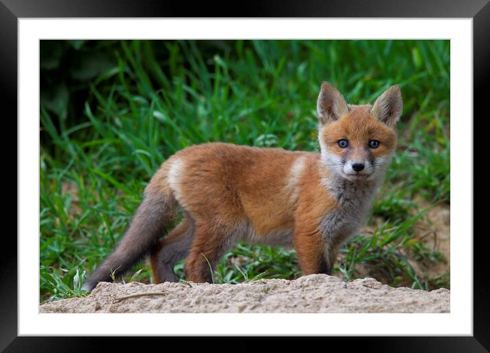 Red Fox Cub Framed Mounted Print by Arterra 