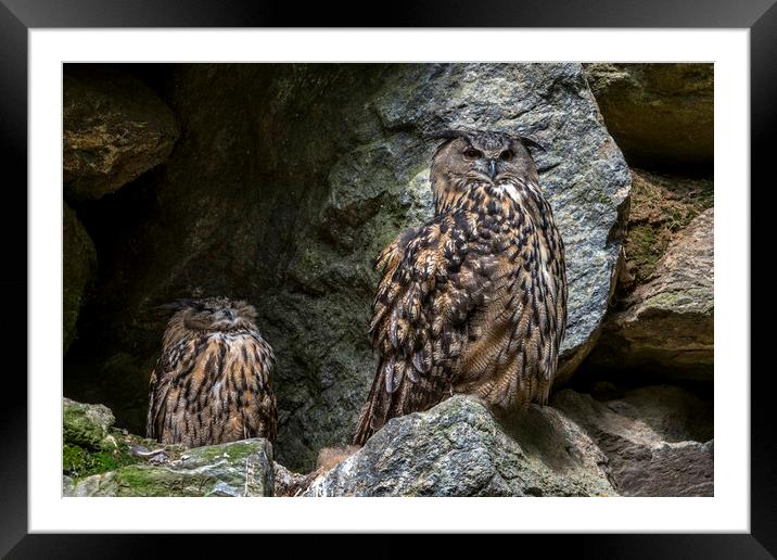 Eurasian Eagle Owl Pair on Nest Framed Mounted Print by Arterra 