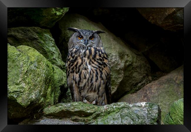 Eurasian Eagle Owl in Rock face Framed Print by Arterra 