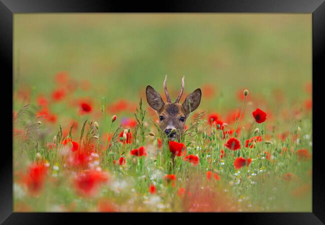 Roe Deer in Meadow with Poppies Framed Print by Arterra 