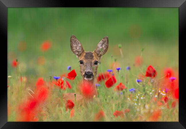 Roe Deer and Poppies Framed Print by Arterra 