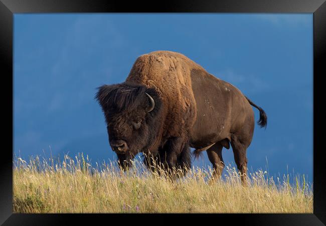 American Bison Framed Print by Arterra 