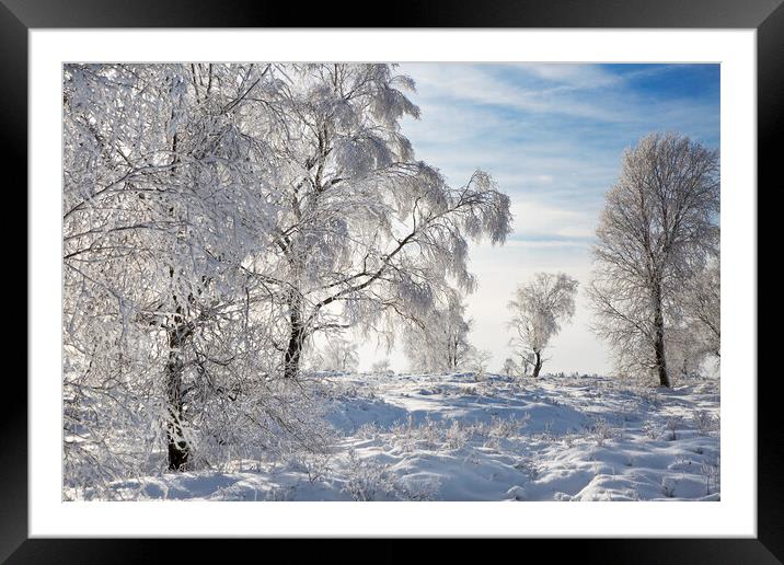Birch Trees in Winter Framed Mounted Print by Arterra 