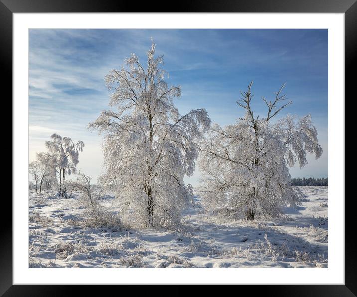Birch Trees Covered in Frost Framed Mounted Print by Arterra 