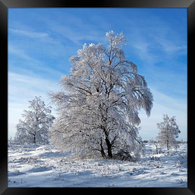 Birch Tree in the Snow in Winter Framed Print by Arterra 