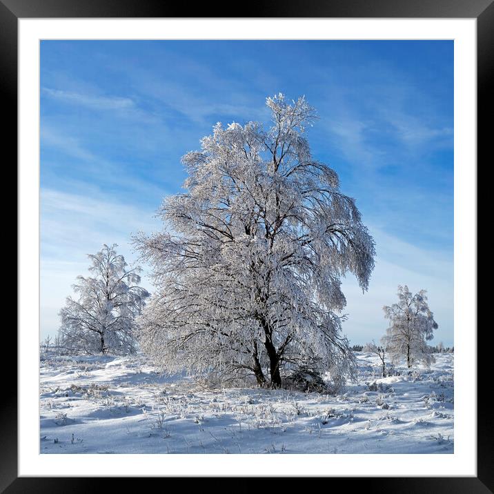 Birch Tree in the Snow in Winter Framed Mounted Print by Arterra 