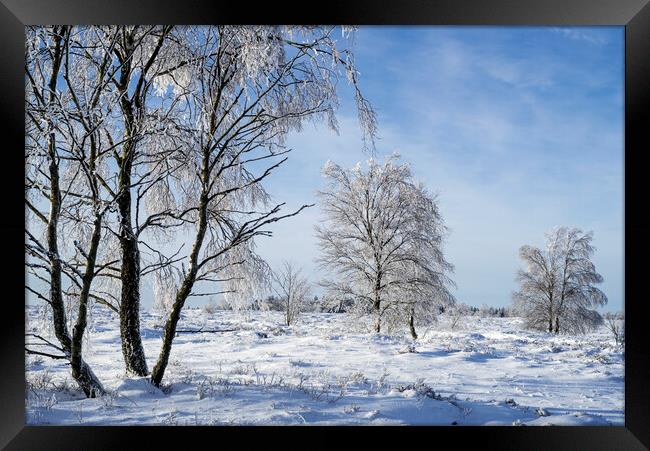 Birch Trees in Winter Landscape Framed Print by Arterra 