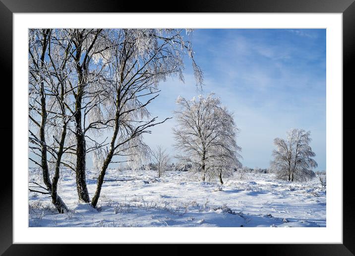 Birch Trees in Winter Landscape Framed Mounted Print by Arterra 