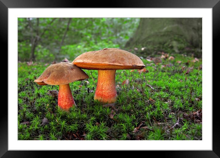 Stem Boletes in Autumn Forest Framed Mounted Print by Arterra 