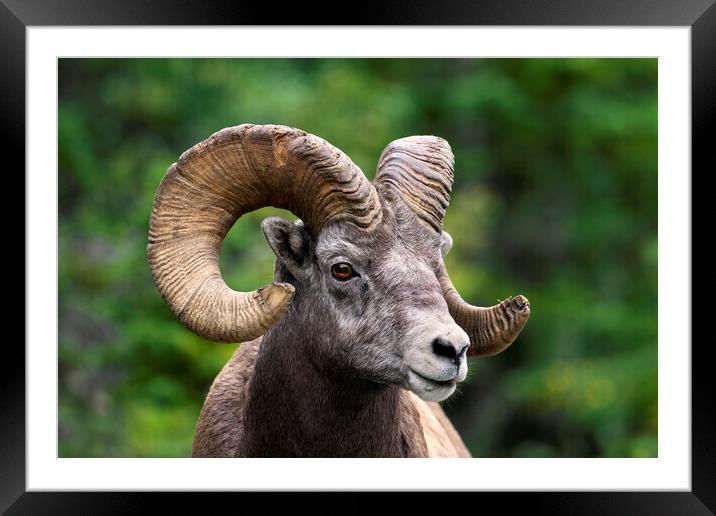 Bighorn Sheep Ram Framed Mounted Print by Arterra 