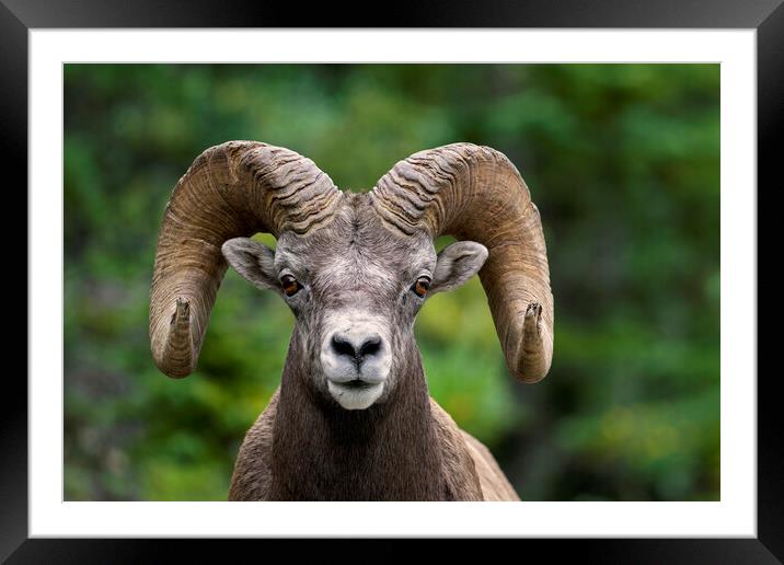 Bighorn Ram Framed Mounted Print by Arterra 