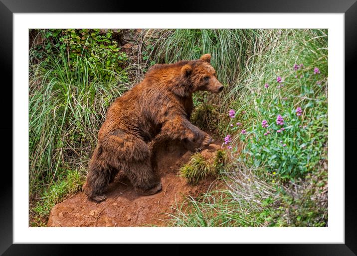 Brown Bear Climbing Mountain Slope Framed Mounted Print by Arterra 