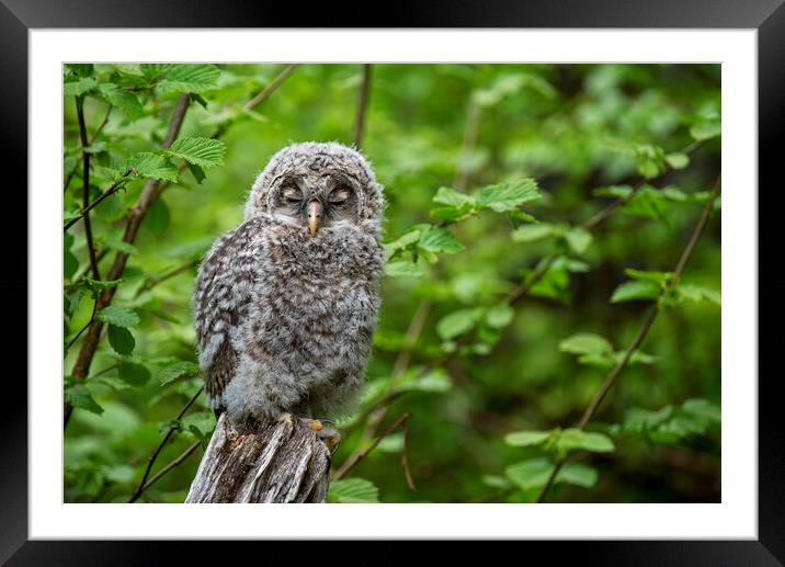 Ural Owl Fledgling Framed Mounted Print by Arterra 