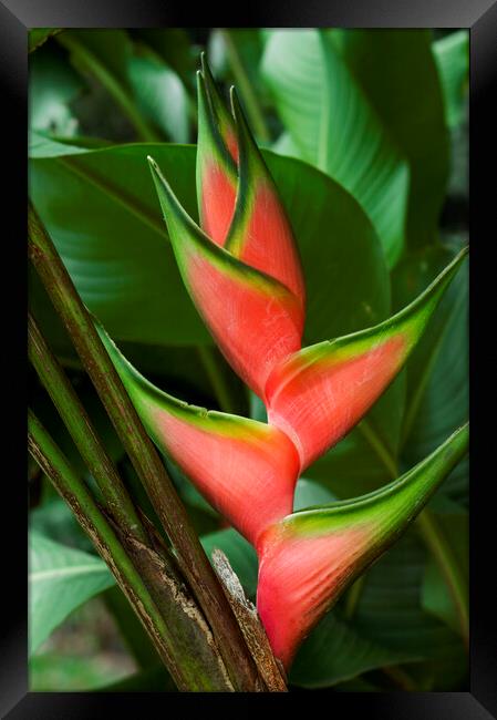 Heliconia stricta Framed Print by Arterra 