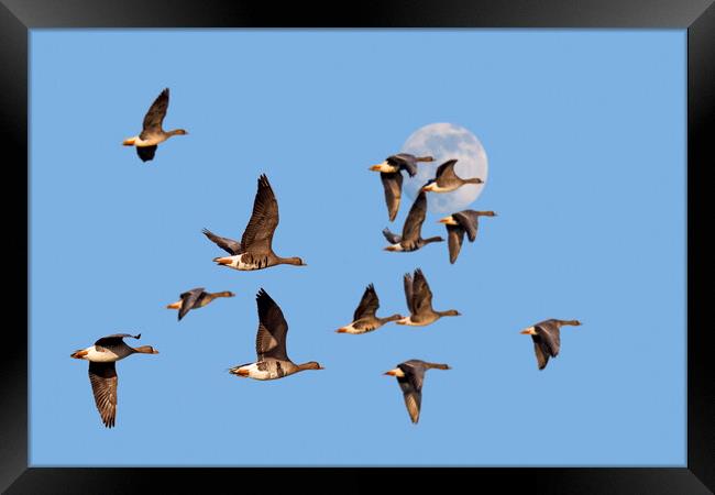 Full Moon and Flock of Geese Framed Print by Arterra 