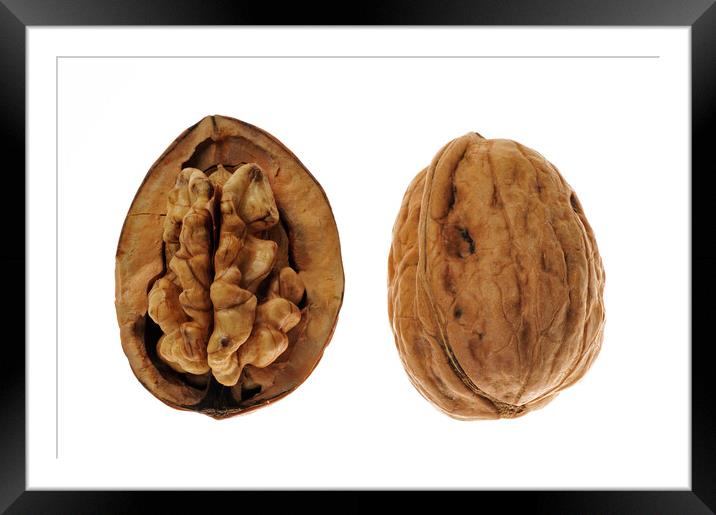 Two English Walnuts Framed Mounted Print by Arterra 