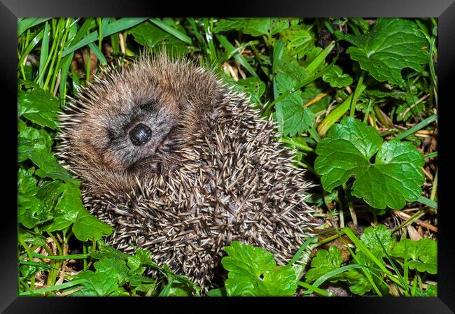 Cute European Hedgehog Framed Print by Arterra 